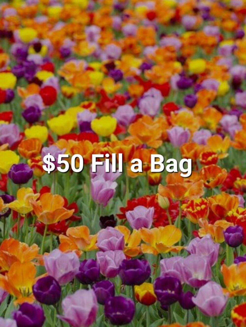 $50 Fill a BAG - Clothing